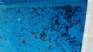 piscina sucia hojas